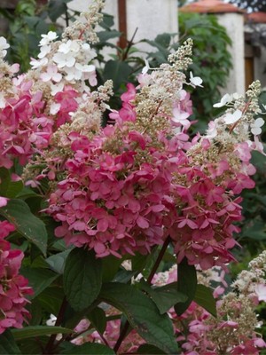 Rispenhortensie 'Pinky Winky'   | Hydrangea paniculata 'Pinky Winky'  