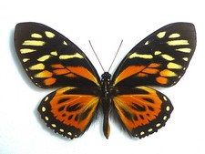 FANTASTIC PAPILIO ZAGREUS SHUAR MALE PAPILIONIIDAE PAPILIONIDAE ECUADOR