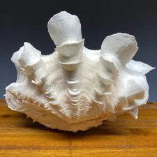 Fluted Giant Clam Shell 2 Sides Intact 6” Natural Sea Shell Coastal Beach Decor