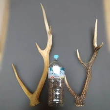 Sika deer antlers and deer antlers 2 extra thick pieces
