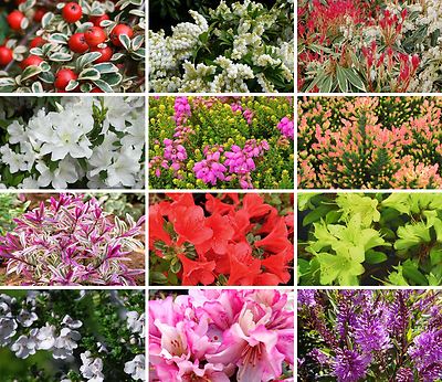 12 Mixed Small Garden Shrub Variety Pack | eBay UK