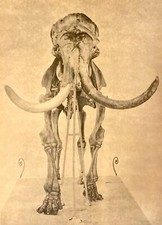 MAMMOTH SKELETON - Sepia Print By Z Burian 1963 VF Clean 8 3/8x11 5/8"
