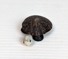 turtle pin brooch beach seashells
