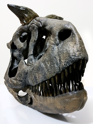 Carnotaurus sastrei, dinosaur skull replica 1:2 - Picture 3 of 6