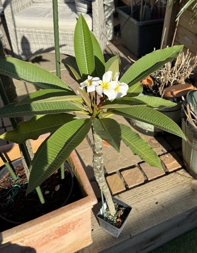 Plumeria Rubra Frangipani plants. All UK grown from seeds, not from cuttings - Picture 17 of 24