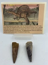 Spinosaurus Teeth Dinosaur F0SSIL Before T Rex Cretaceous K281