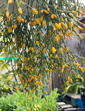 Rhipsalis Salicornioides Cactus Rooted in 3.5" Pot- Large! Hanging Basket