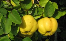 MEMBRILLO fifteen Cydonia Oblonga 20 seeds - seeds seeds seeds semi seed