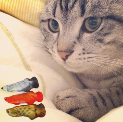 Funny Lifelike Fish Shape Pet Kitten Cat Mint Play Catnip Interactive Toy