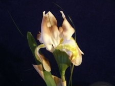 Vintage Millinery Flower Slim Iris 1950's NV2 Beige Tan