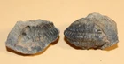 Schizostylus Brevicaudatus Middle Ordovician Trilobite Collection 1247 Bolivia