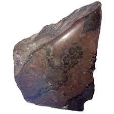 Stromatolith Rough Anschliff Stromatolite Lebensfluß Fossil Nr33 Cyanobakterien