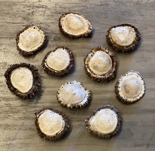 **10 ROCKY MOUNTAIN ELK SHED ANTLER BURRS 2 -...