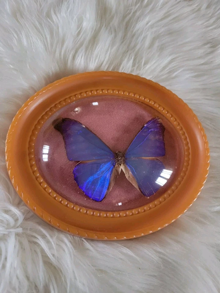 PETIT CADRE PLASTIQUE PAPILLON 🦋 BLEU VIOLET VERRE BOMBÉ - Photo 1/4