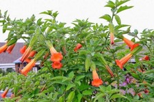 Brugmansia sanguinea Red Angel Trumpet 10 seeds