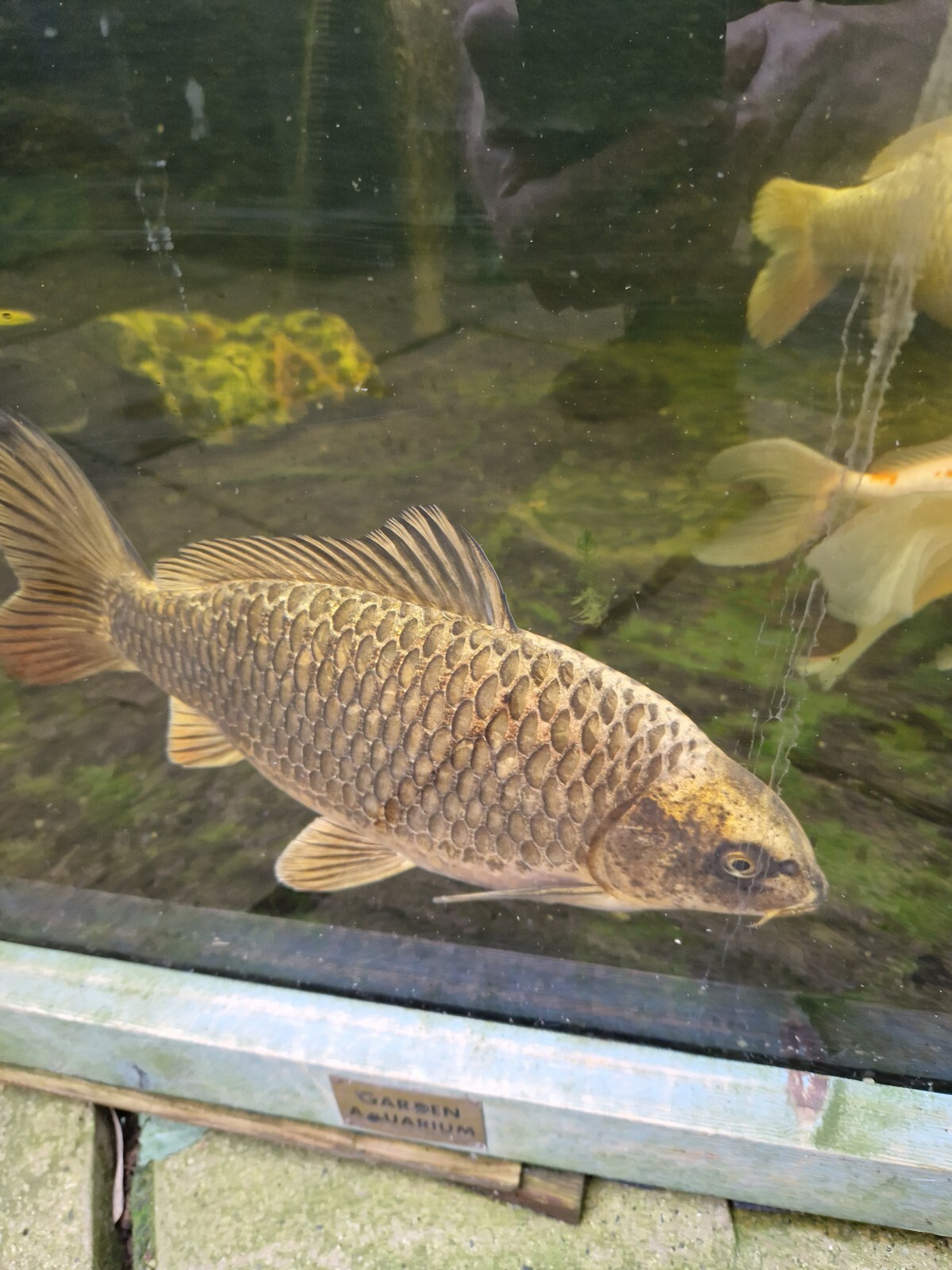 2 x Large koi carp for sale . eBay