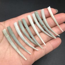 10 PC Smooth Green Tusk Sea Shells 1-1/4~2 Inches