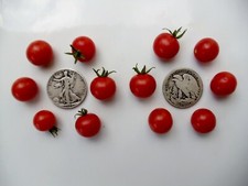 Wild Sweetie  Super sweet  Great in Salads  +30 Seeds - Buy any 3 items, 10% off