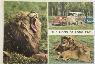VINTAGE JOHN HINDE POSTKARTE - DIE LÖWEN VON LONGLEAT - UNBESPIELT - 2EAT4