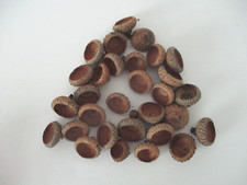 Real Acorn Caps for Crafts, Small to Medium-Dime to Quarter Size 300 
