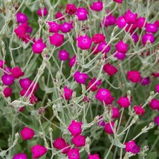 Lychnis Coronaria Rose Campion 9cm Pot