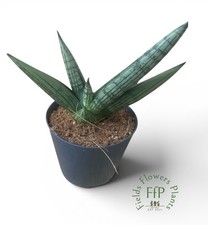 Sansevieria Yaya | Snake Plant | 9cm Pot | Rare Hybrid