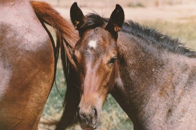 Foal Race Horse Johnasset Found Vintage Photo Number 1868