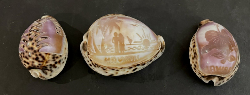 3 Hand Carved  Hawaii Tiger Cowrie Shell Seashells: Pineapple Sunset Hibiscus