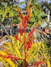 Live Giant BROMELIAD Aechmea Blanchetiana Full Sun Yellow Red Plant Plants