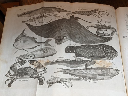 1744 A Collection Of Voyages & Travels, Brazil East Indies Engravings Maps RARE - Picture 23 of 24