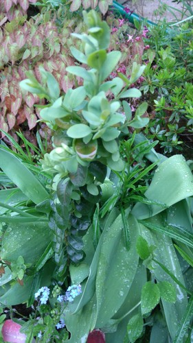 Buxus - Buchsbaum großblättriger Buchs eintriebig Jungpflanze 40 cm - Bild 2 von 2