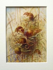 HARVEST MOUSE - 1920s Antique Vintage Mounted Colour Print