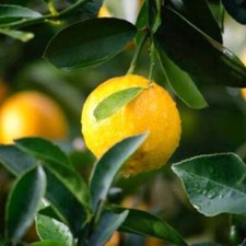 SUNKISSED CITRUS type Fragrance Oil to craft Candles Soap Lotion Bath products