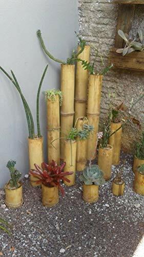 Canne di Bamboo Gigante - 100 - 150 - 200 - 300 cm - Bambù - SECONDA SCELTA - Foto 2 di 11