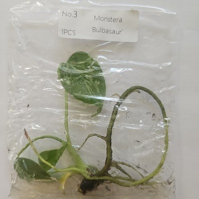 Monstera Deliciosa Bulbasaur variegated tissue culture 2DayAir | eBay