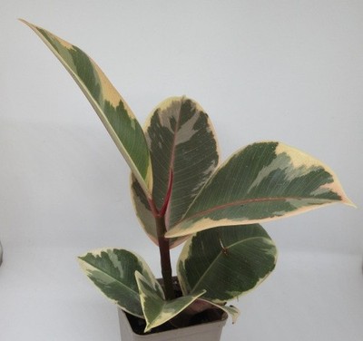 Ficus elastica 'Tineke' - Weißbunter Gummibaum Zimmerpflanze ECHT Grünpflanze