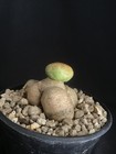 Euphorbia Turbiniforms Succulent Grafted -Not common- Interestng — photo 6