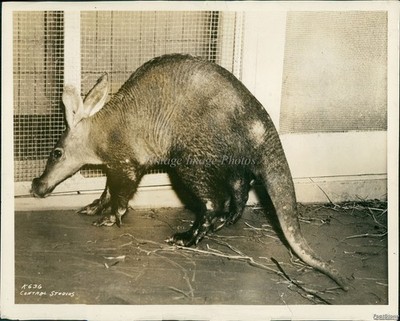 1935 Aardvark Recent Addition To Atlantic City Steel Pier Zoo Animals Photo 8x10