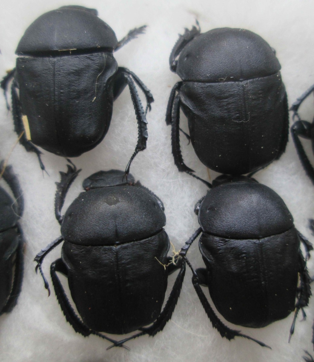 Dung Pair dung | beetles Beetles and images hi-res stock