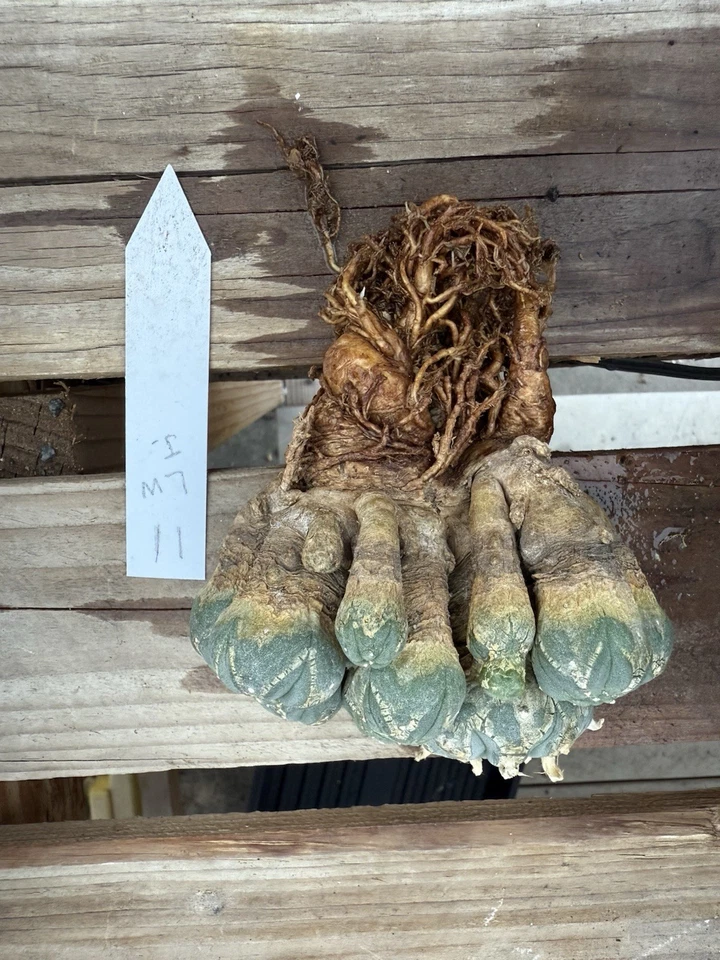 Grupo de múltiples cabezas de cactus Aztekium Astrophytum Foto 3 de 3