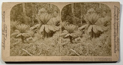 CHINA Tropische Teepflanze Teestrauch Foto C1890 Stereo Albumin Vintage