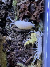 SUPER RARE Porcellionides pruinosus Powder Lemon berry crumble isopods 10ct