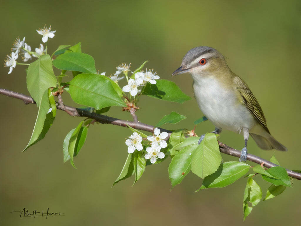 Red-eyed Vireo on Wildflower by Matthew Huras Fine Art Print Wildlife Bird 17x22