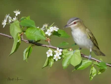 Red-eyed Vireo on Wildflower by Matthew Huras Fine Art Print Wildlife Bird 17x22