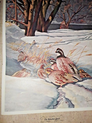 Vintage 1946 HC "Outdoor Life" Gallery of N. American Game 15"T x 11"W, 141 pg. - Bild 6 von 10