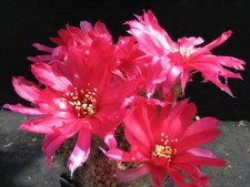 Kaktusy: Chamaecereus Hybr. Pary; 5,5 cm, korzenie własne