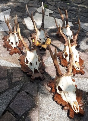 6er Set Rehgehörne 6-Ender Trophäenbrett Geschnitzt Jagd Roe Deer Antlers