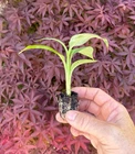 Live Banana Plant-Rare- Viente Cohol Banana Plant - Fast Fruiting