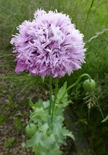 1,000 Lilac Pompom Poppy Seeds -P. Somniferum Stunning Frilly Petal Lilac Blooms