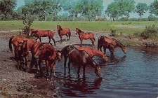 West Nyack NY New York Thoroughbred Horse Racing Stallion Foal Vtg Postcard T6